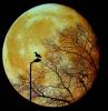 Moon Light alsunna.org (2)